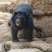 First Brain Surgery Performed on Bear in Laos