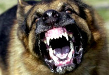 Rabies (in Laos)
